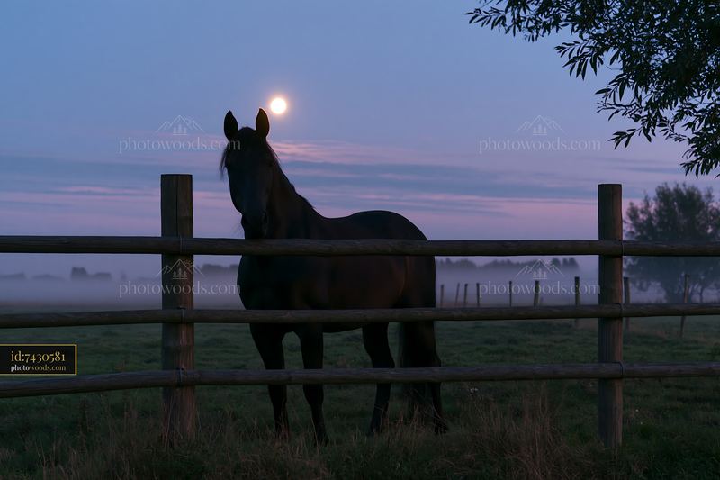 Horse silhouette beneath a full moon in a tranquil field