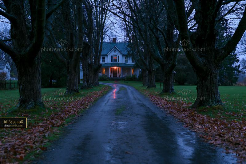 Farmhouse driveway lined with trees at dusk