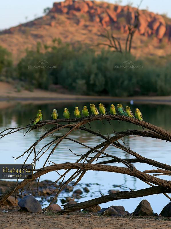 Budgerigar flock resting on a branch near water in a desert