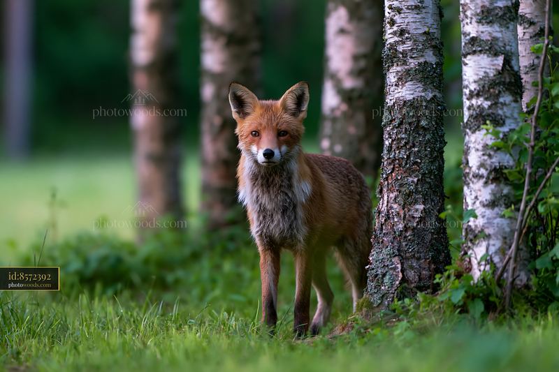 Fox standing in shaded meadow in woodland clearing