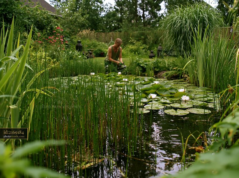 Gardener tending to water lilies in a small pond