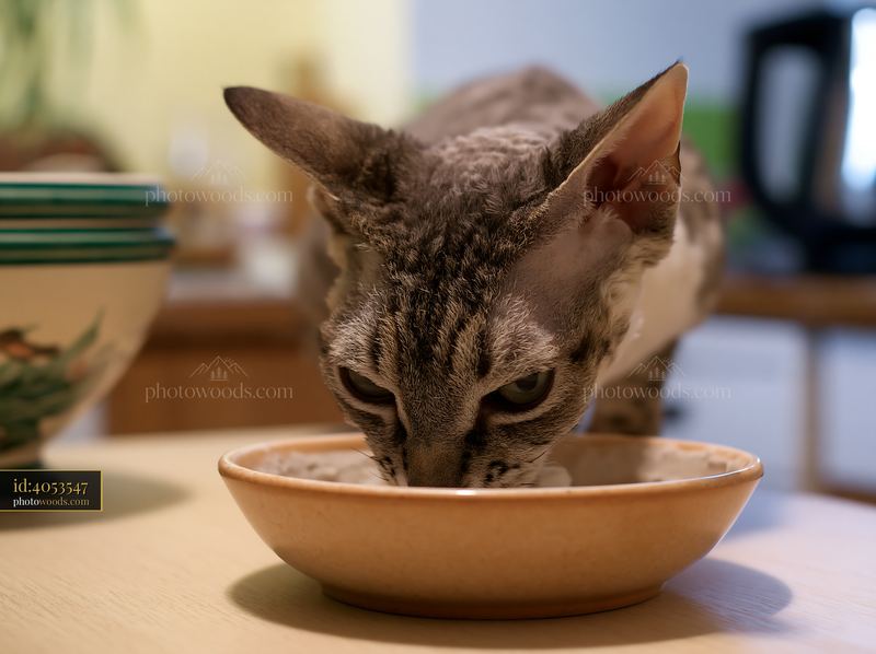 German Rex cat eating from a bowl on a kitchen table
