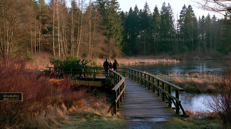 People carrying a Christmas tree home across a wooden bridge