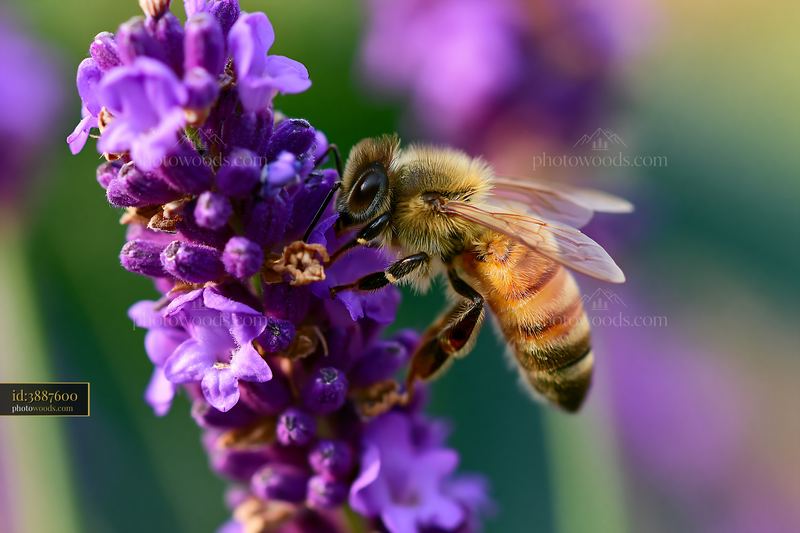 Honey bee gathers nectar on purple flower in daylight