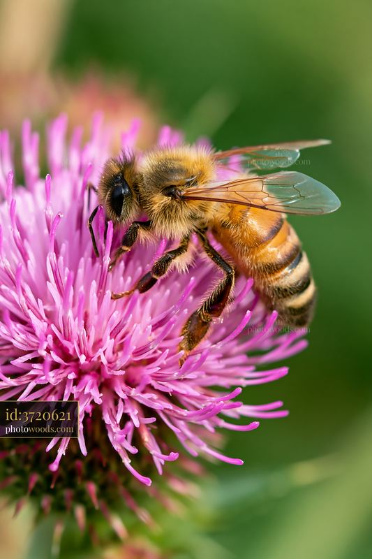 Honey bee closeup on pink flower in bright daylight