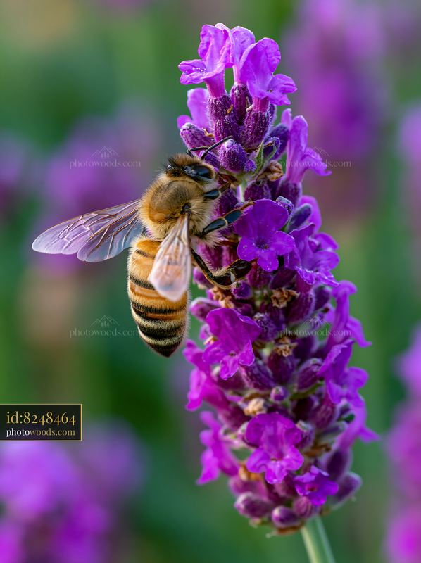 Closeup of honey bee on flowering purple lavender plant