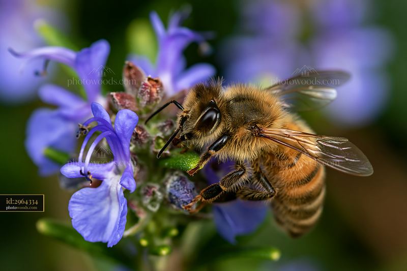 Honey bee perched on stem of purple flower