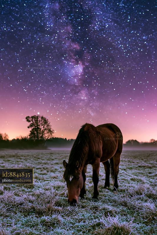 Horse grazing under a galaxy-filled sky at dusk