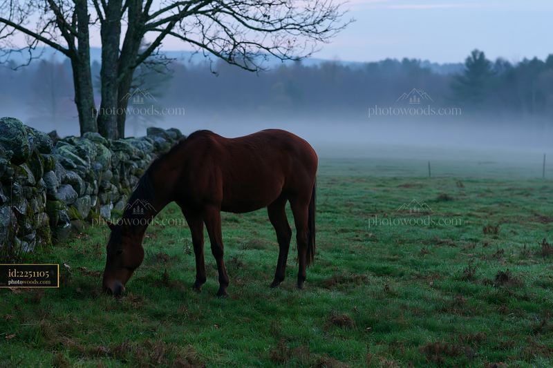 Fog drifting across meadow with horse grazing in early morning