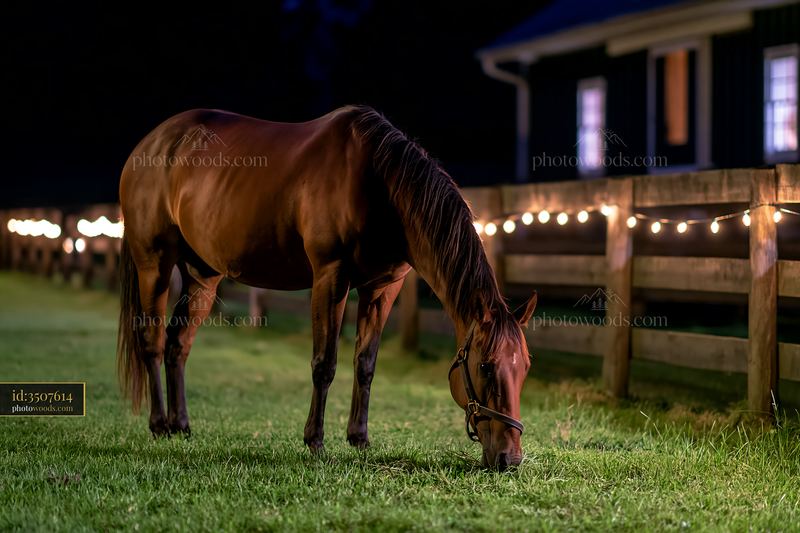 Horses near stable with lights at night