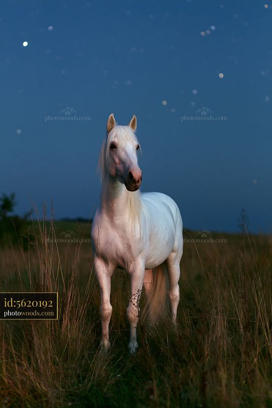 Horse standing under a starry sky in an open grassland