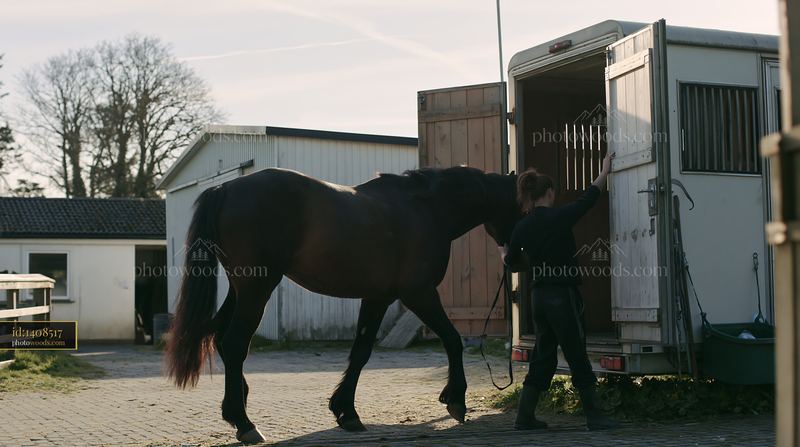 Horse loading into transport trailer at a stable