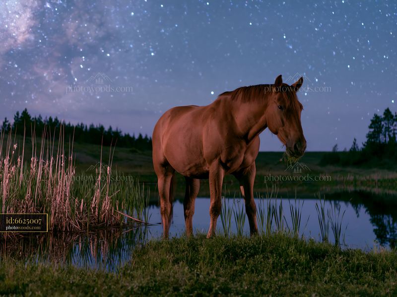 Wild horses roam near water under clear celestial skies