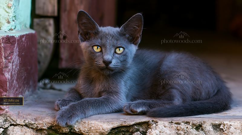 Curious Korat kitten resting on a stone surface