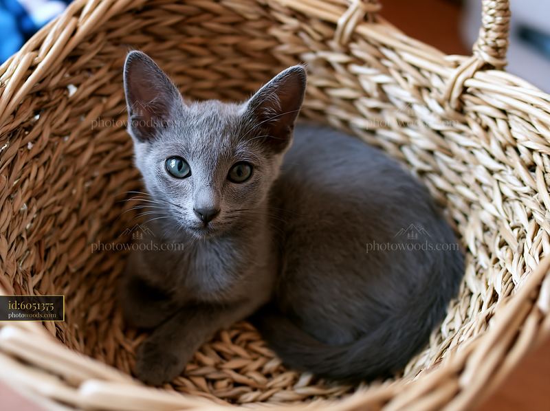 Korat kitten resting in a woven basket at home