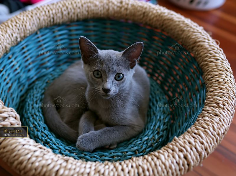 Korat kitten resting in a woven basket indoors