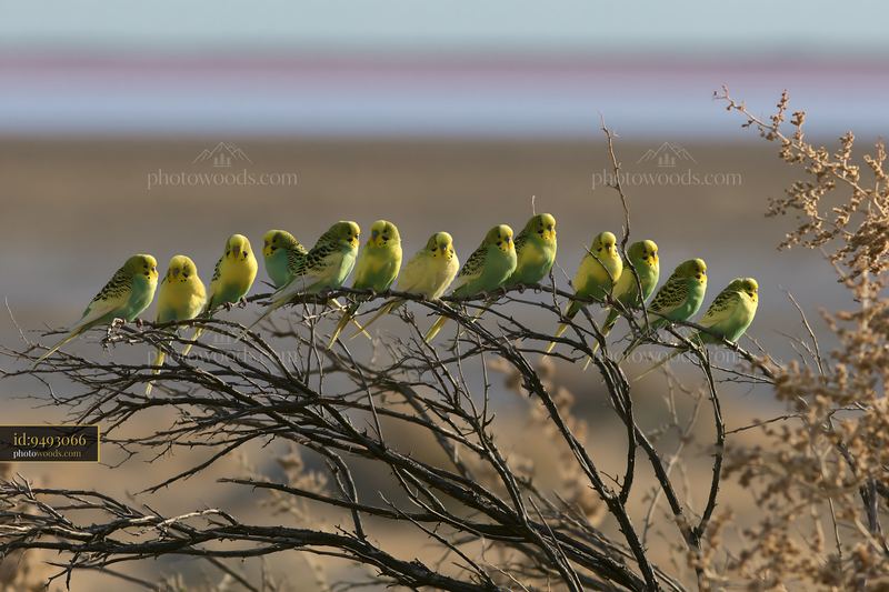 Flock of budgerigars perched in desert landscape