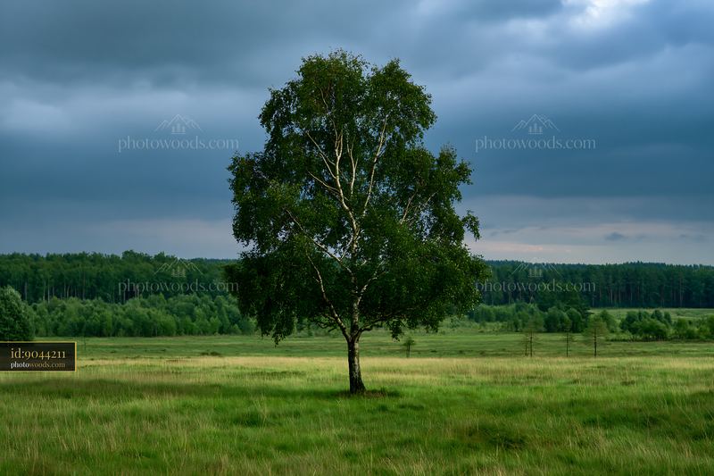 Meadow with dramatic clouds and a lone tree in a green field