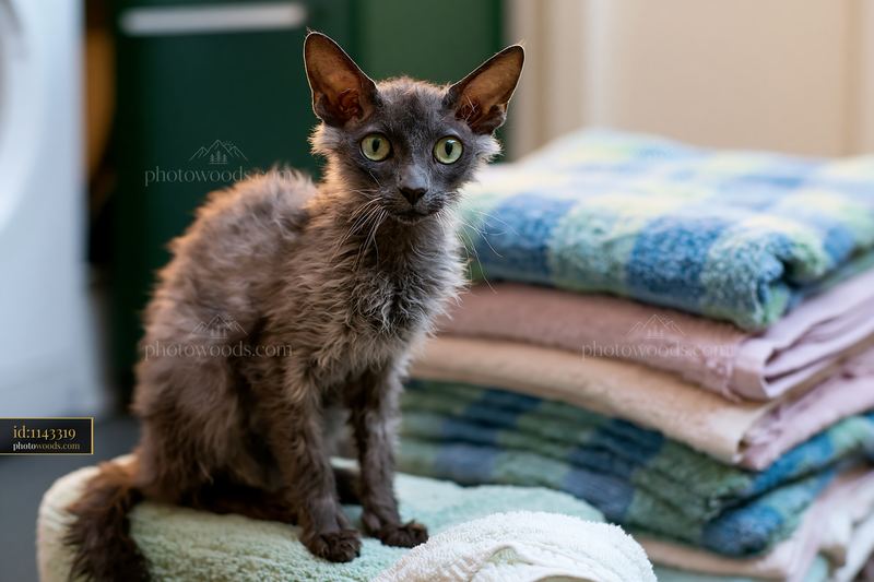 Lykoi cat portrait sitting on a pile of colorful towels