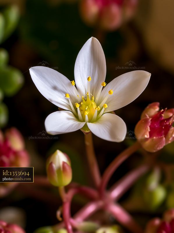Macro photographer photographing a flower with white petals