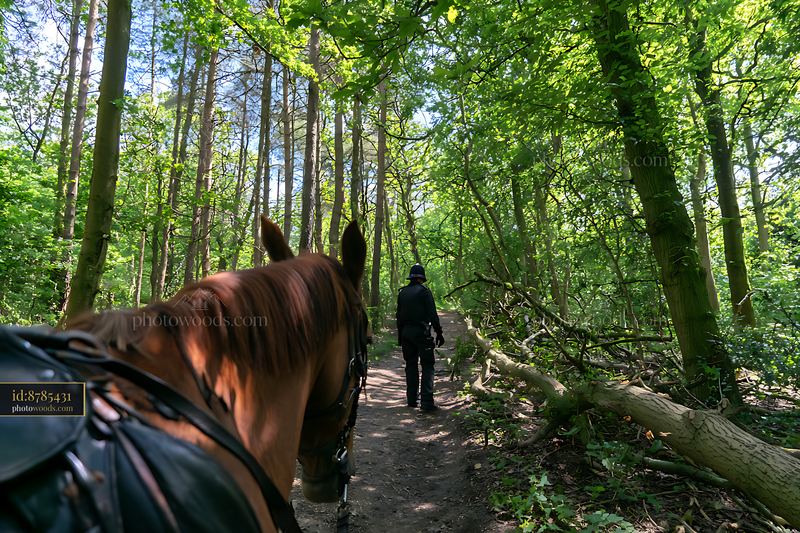 Mounted police officer walking in wooded park on horseback