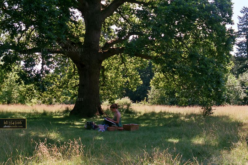 Sketching in a meadow under a large tree