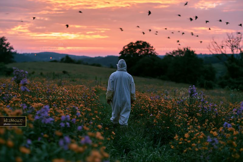 Meadow with birds flying overhead at sunset
