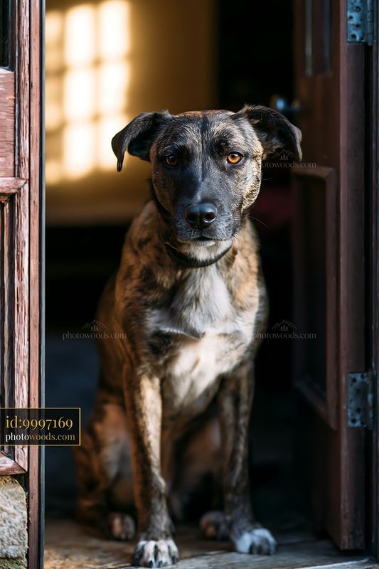 Rare dog breed brindle coat sitting at the entrance of a home