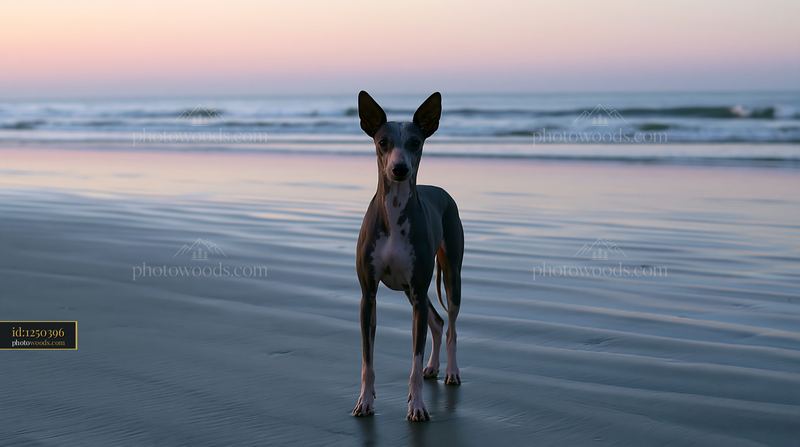 Rare dog breed standing on the beach at sunset