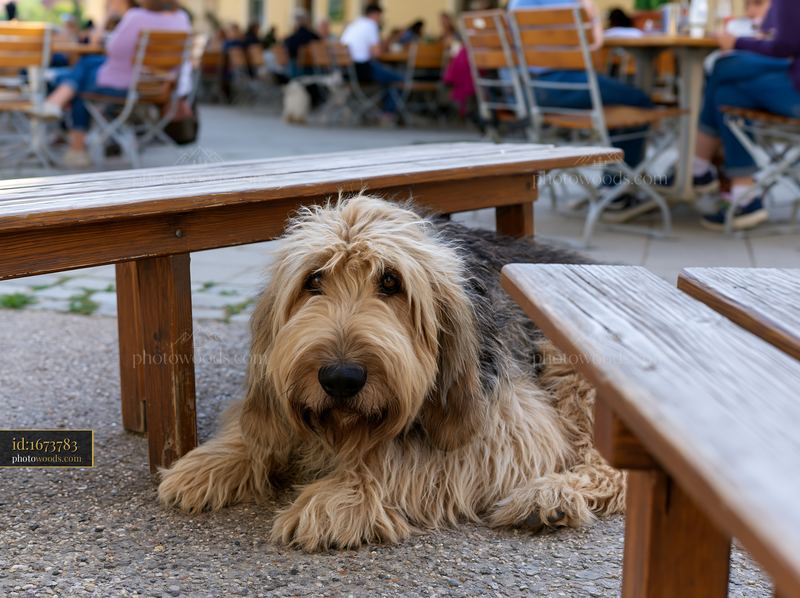 Rare dog breed resting at outdoor café