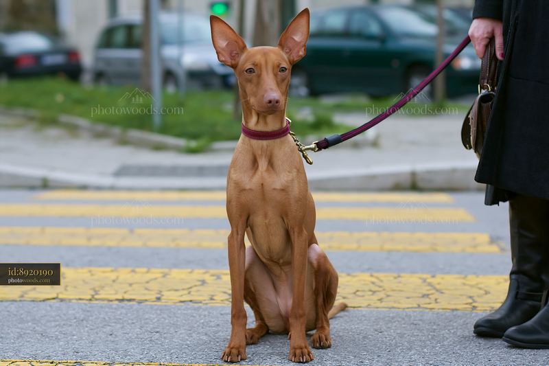 Rare dog breed during obedience training on a city street