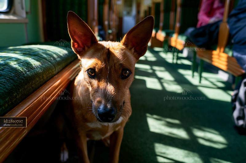 A rare dog breed traveling by train relaxes in a train carriage among seats.
