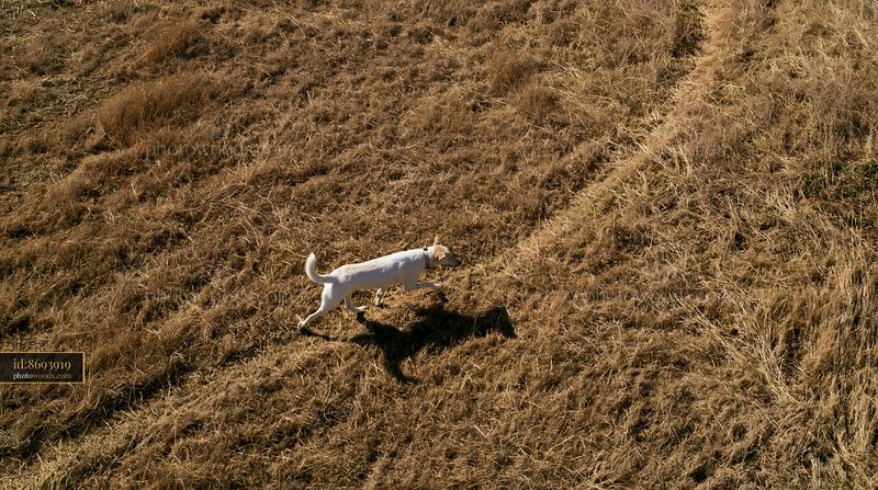 Rare dog breed photographed from above in a dry field