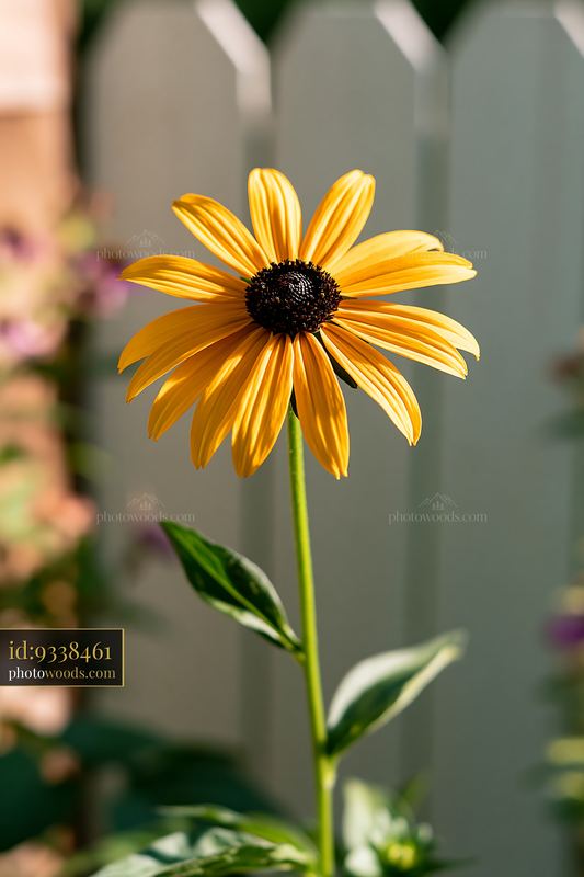 Bright rudbeckia flower in sunlight against a garden backdrop