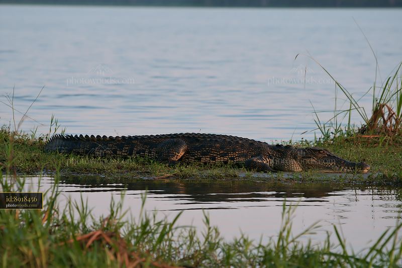 Saltwater crocodile resting in a wetland area