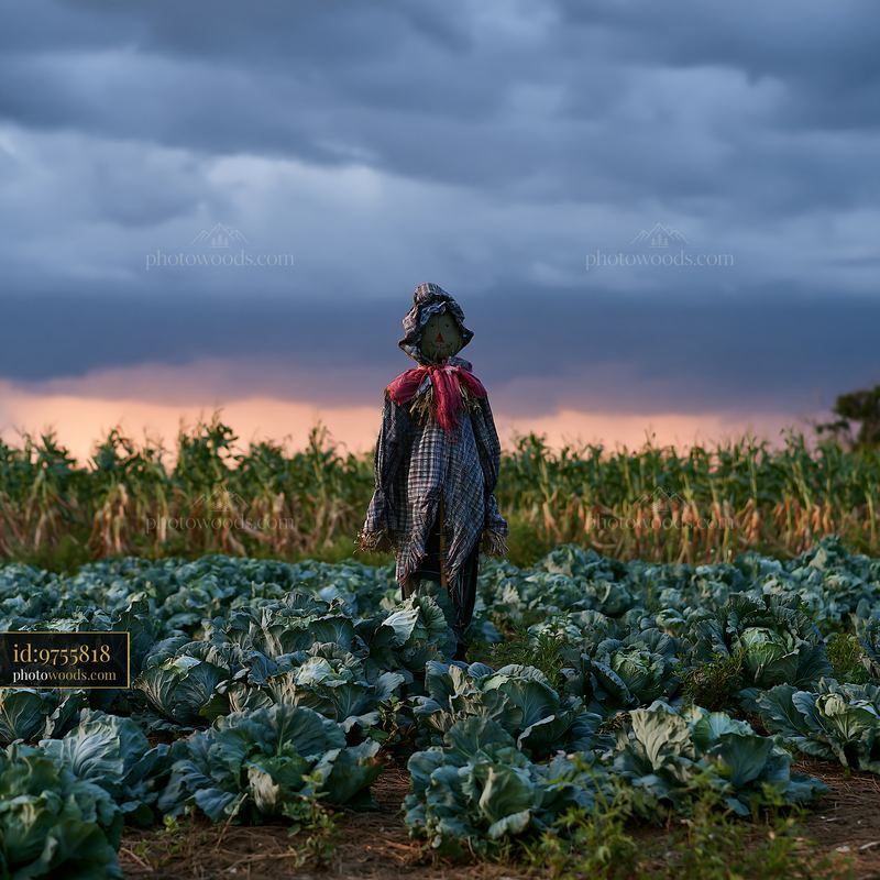 Scarecrow stands in a field under dramatic storm clouds