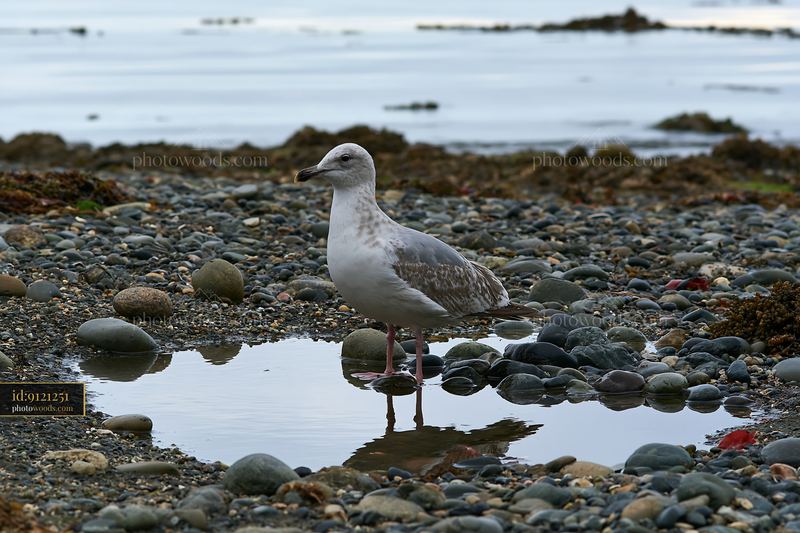 Seagull standing on a pebbly coastline beach near a tide pool
