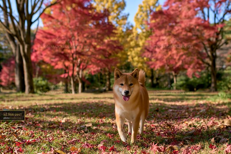 Shiba Inu dog walking in autumn park with colorful leaves