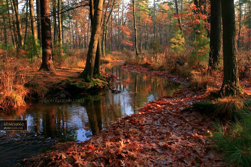 Small watercourse flowing through a forest with autumn foliage