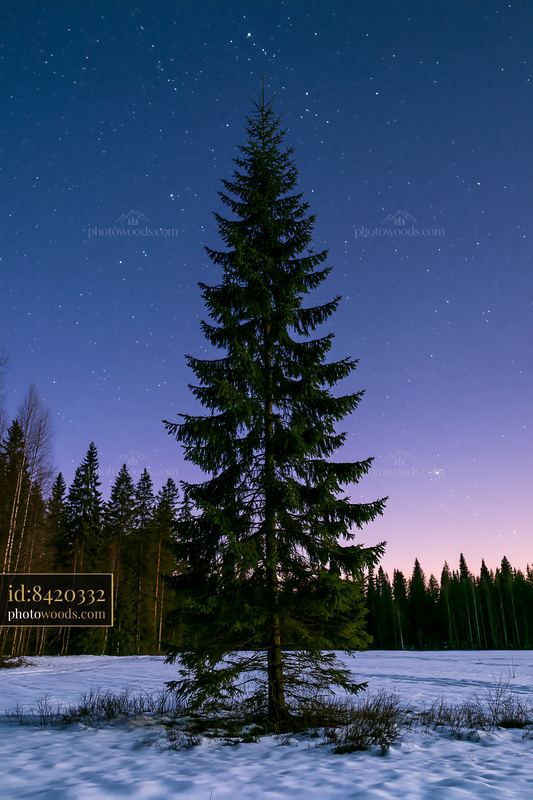 Starry night over a snowy forest with a tall tree