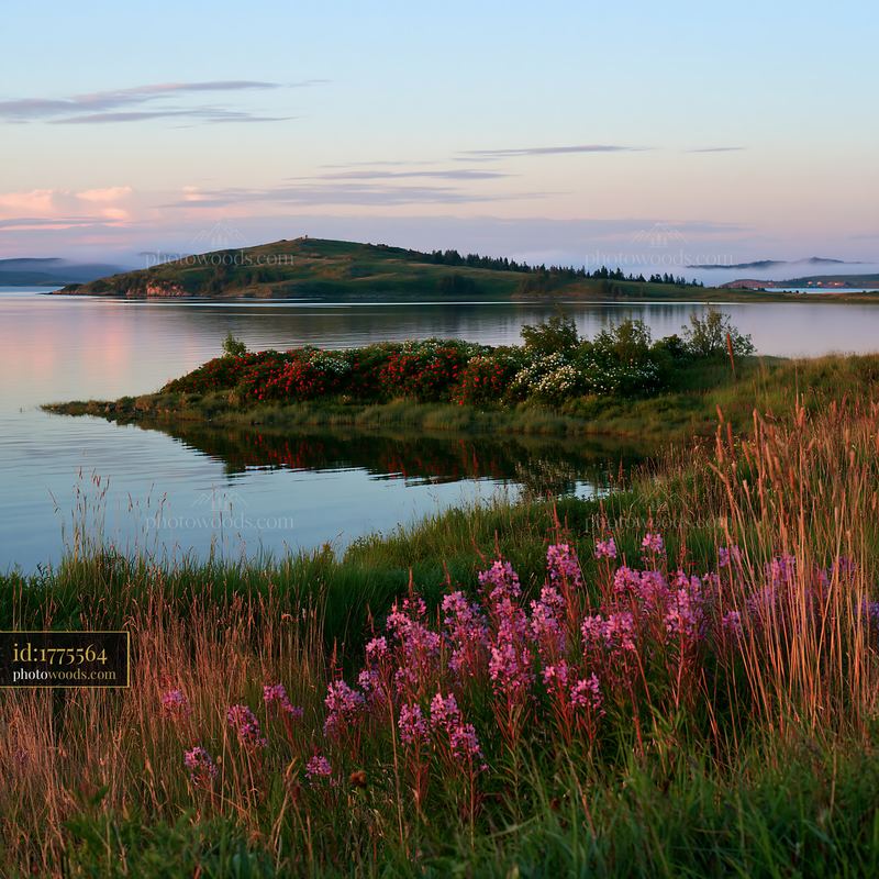 Island with flowers in a calm bay during sunset