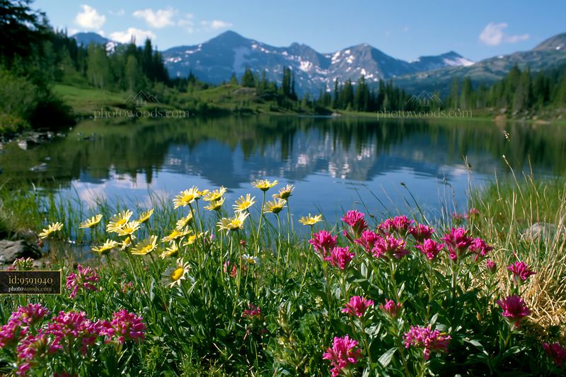 Alpine lake reflecting mountains with flowers in foreground
