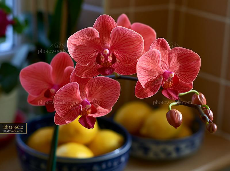Orchid flower on windowsill with fruit bowl in kitchen setting