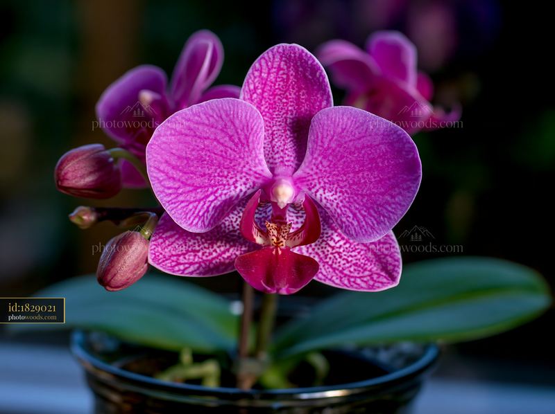 Orchid flower on windowsill with soft sunlight shining