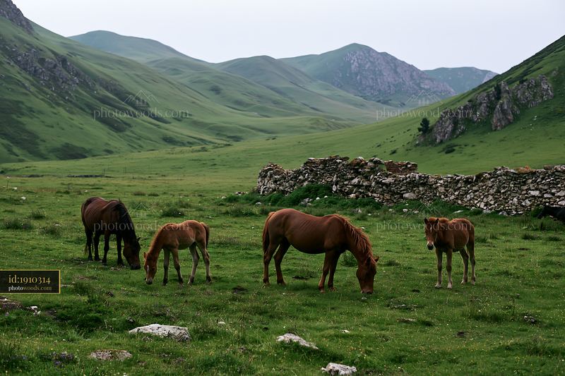 Wild horses grazing in a green valley with family members