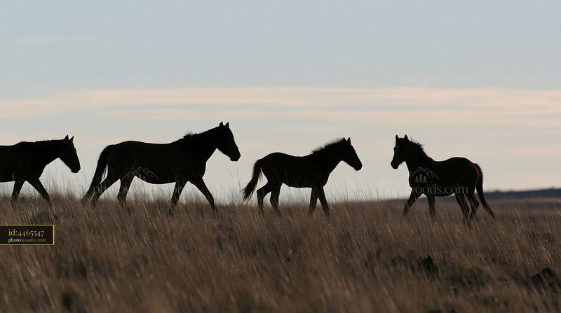 Wild horse herd moving through tall grass in open landscape