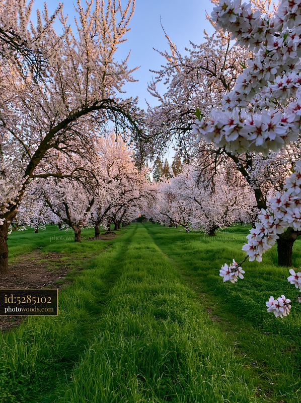 Almond tree blossoms in landscape with green grass and blue sky