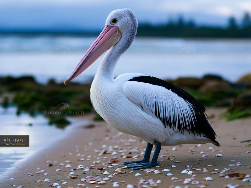 Australian pelican standing on sandy shore by lagoon