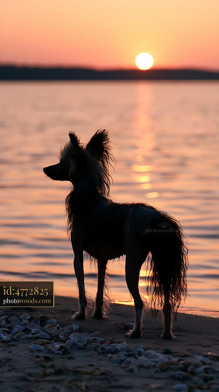 Unusual dog breed on beach beside lake at sunrise