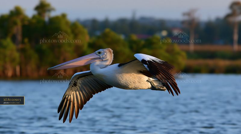 Australian pelican flies low over a coastal lagoon with wings fully extended and a softly blurred tree-lined shore behind it.